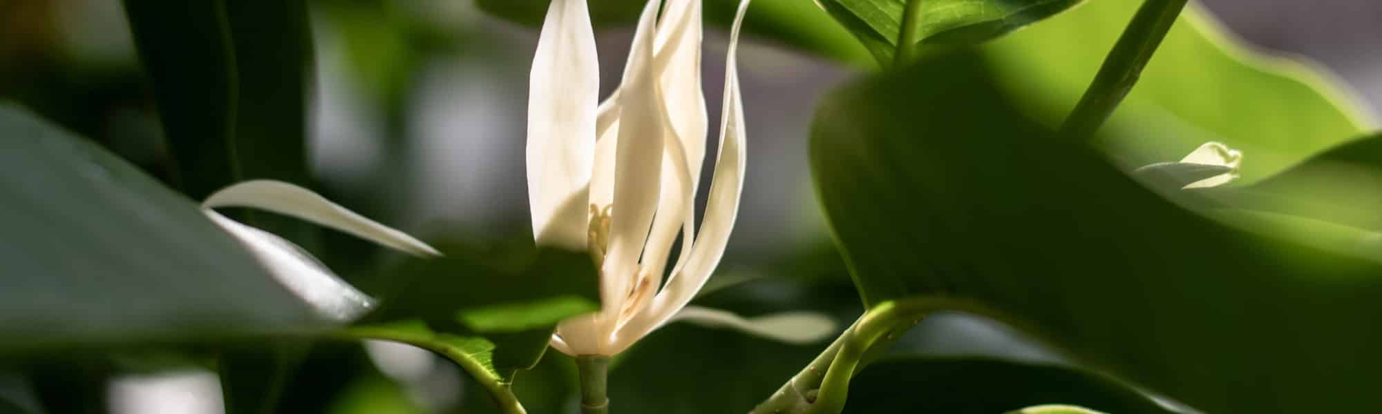 Massages en duo à Paris – Notre sélection de soins thaï à partager