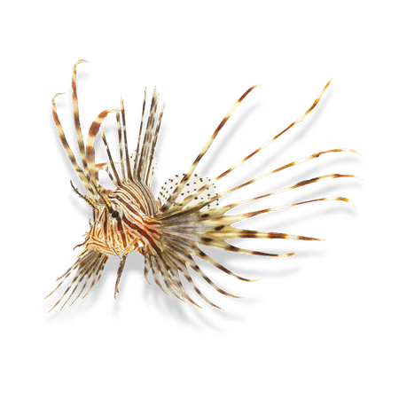 Contre-indications du massage thaï traditionnel